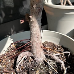 【お話し中】観葉植物🪴アルテシマの画像