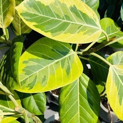 【お話し中】観葉植物🪴アルテシマの画像