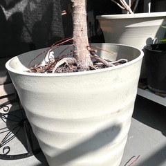 【お話し中】観葉植物🪴アルテシマの画像