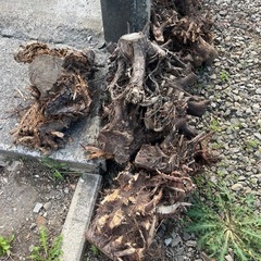木差し上げますの画像