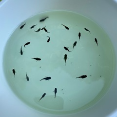 【メダカ】オロチダルマの画像