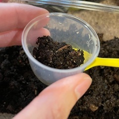 大量トビムシ　小型両生類、爬虫類の餌にの画像