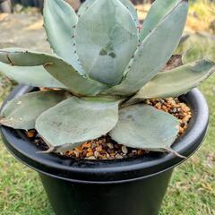 パリートランカータの画像