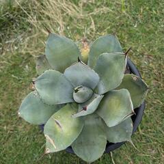 パリートランカータの画像