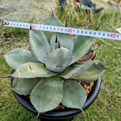 パリートランカータの画像