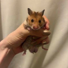 子供ハムスター　里親募集