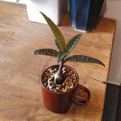 観葉植物　レデボウリア②の画像