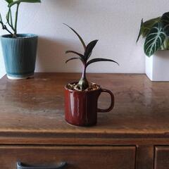観葉植物　レデボウリア②の画像