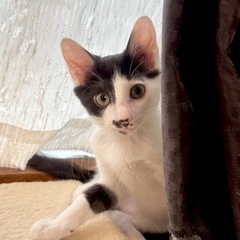 白黒　子猫　甘えん坊