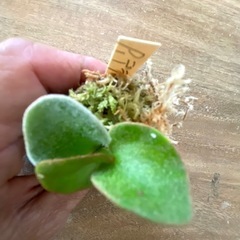 【観葉植物】ビカクシダ　 P.De La Rocha  ❷番の画像