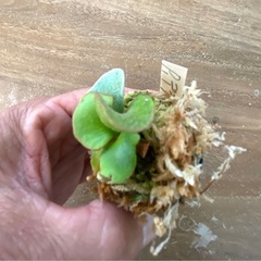 【観葉植物】ビカクシダ　 P.De La Rocha  ❷番の画像