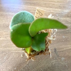 【観葉植物】ビカクシダ　 P.De La Rocha  ❷番の画像