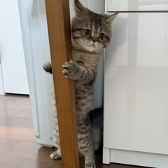 ミヌエット3ヶ月女のコ🐾生体無償🐾譲渡費用は予防医療・健康管理・フード等の実費費用のみ（医療保険加入） - 鶴ヶ島市