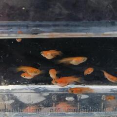 朱赤ダルマ〜半ダルマメダカ 稚魚 5匹　の画像