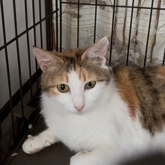 三毛猫⭐︎手術済