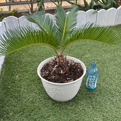 ソテツ　鉢付き　観葉植物②の画像