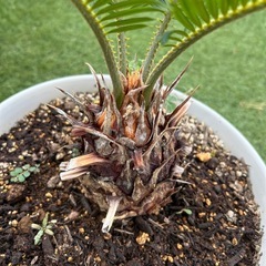 ソテツ　鉢付き　観葉植物②の画像