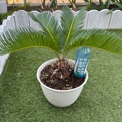 ソテツ　鉢付き　観葉植物②の画像