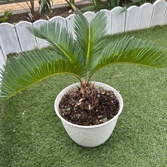 ソテツ　鉢付き　観葉植物②の画像
