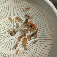 【金魚】２０匹＋おまけ匹⭐らんちゅう＋江戸錦の幼魚🌱の画像