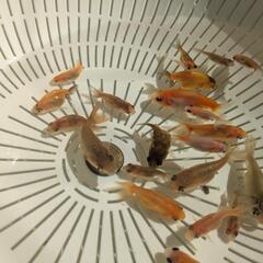 【金魚】２０匹＋おまけ匹⭐らんちゅう＋江戸錦の幼魚🌱の画像