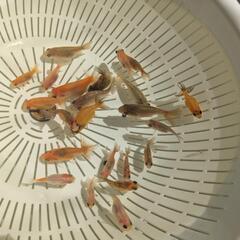 【金魚】２０匹＋おまけ匹⭐らんちゅう＋江戸錦の幼魚🌱の画像