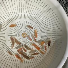 【金魚】２０匹＋おまけ匹⭐らんちゅう＋江戸錦の幼魚🌱の画像