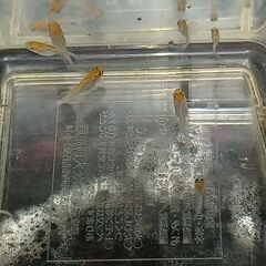 メダカ　　　アイスブレイク　　　今年生まれの画像