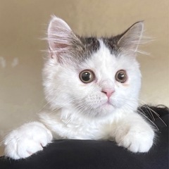 ミヌエット3ヶ月男のコ🐾生体無償🐾譲渡費用は予防医療・健康管理・...