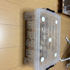 譲渡先確定しました。オオクワガタ　奈良輪川西の画像