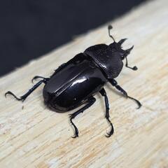 ドウイロクワガタ【成虫ペア・即ブリ】の画像
