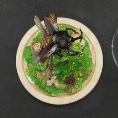 【手作りカブトムシ標本】羽を広げる姿　長持ち加工済　観賞、インテリア、プレゼント自然の雰囲気の画像