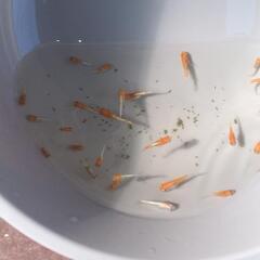 【メダカ】紅白メダカ幼魚の画像