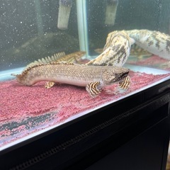 ポリプテルス・オルナティピンニスの画像