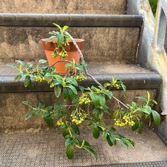 盆栽　真柏　紅紫檀の画像