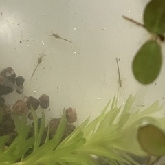 ヤマトヌマエビの赤ちゃん10匹と浮草たくさんの画像