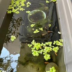 足つきプランターとメダカ、エビ、水草ビオトープの画像