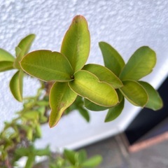 ハナキリン　鉢植えの画像