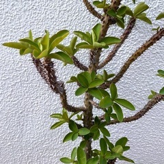 ハナキリン　鉢植えの画像