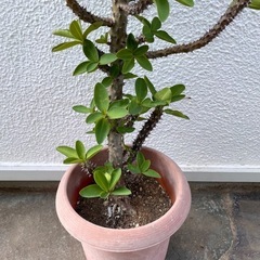 ハナキリン　鉢植えの画像