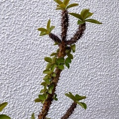 ハナキリン　鉢植えの画像