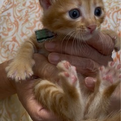 7月16日生まれ　4きょうだい　茶メス