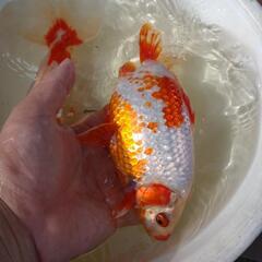三ツ尾和金　金魚の画像