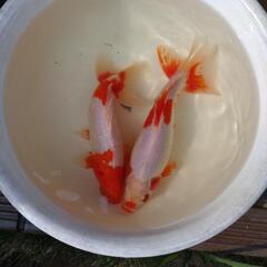 三ツ尾和金　金魚の画像