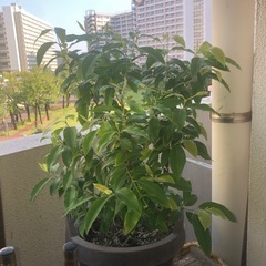 レモンマートルの木の画像