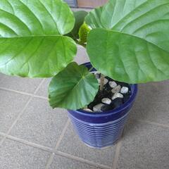 ウンベラータ苗の画像