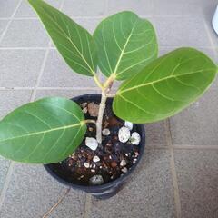 ウンベラータ苗の画像