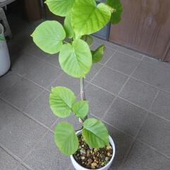 ウンベラータ苗の画像
