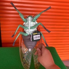 リアル ミンミン蝉の画像