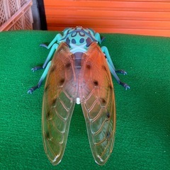リアル ミンミン蝉の画像